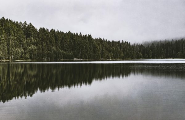 forest and lake đź“· eberhard grossgasteiger